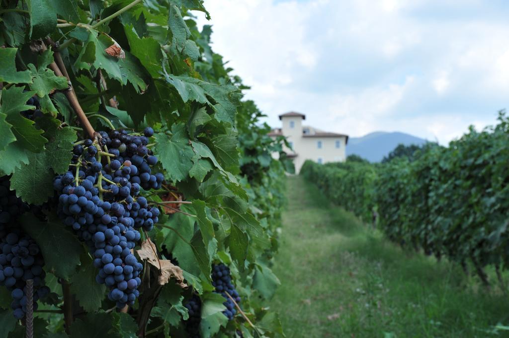 Cincinnato Wine Séjour à la ferme *